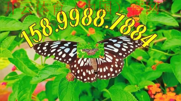 皇冠信用盘出租体育平台, 让我们一起揭秘皇冠信用盘出租体育平台的安全性与便捷性