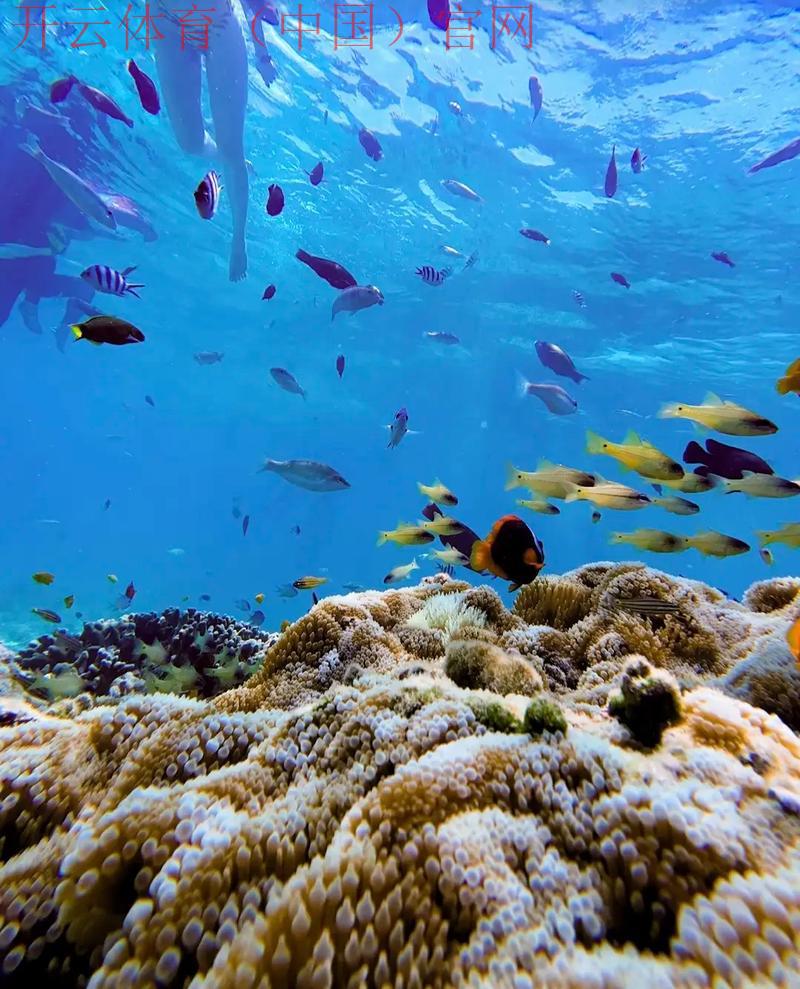 体育博彩沙巴皇冠波音, 探索沙巴皇冠波音平台的特色与优势